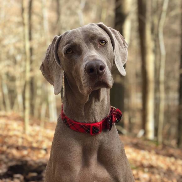 stoneweim